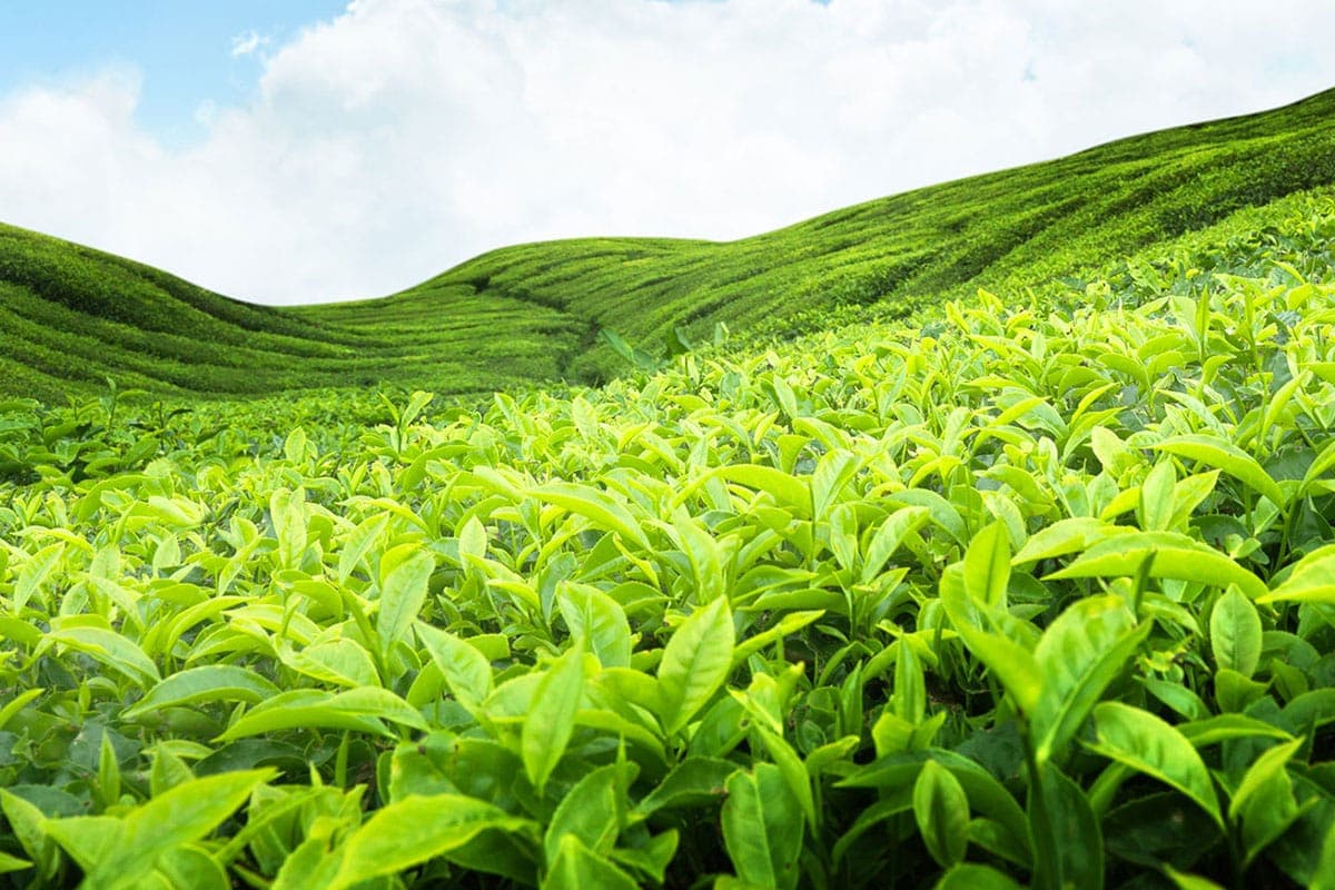Nuwara Eliya